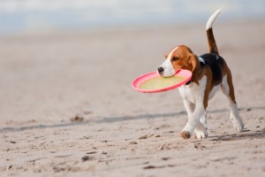 Small dog, beagle puppy playing with frisby on beach