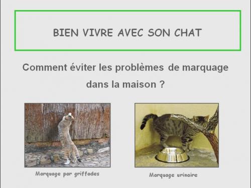 marquage_chat_1_jpeg