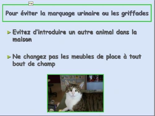 marquage_chat_3