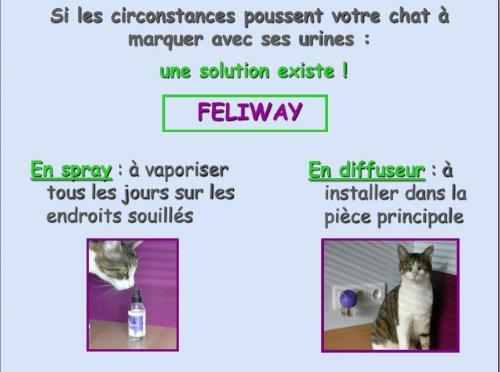 marquage_chat_4