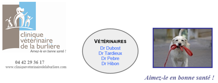 Les signes de bonne santé chez le chien